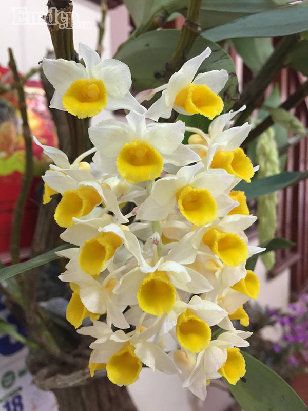 Từ ngày làm vườn, gia đình chị không cần phải lo lắng về nguồn thực phẩm cho mỗi bữa ăn hằng ngày. Với chị, trồng rau và hoa không chỉ giúp tạo nên khoảng không gian xanh tươi cho ngôi nhà mà còn mang lại cho chị niềm vui bất tận trong cuộc sống.