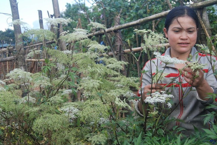 Người dân ở đây đã biết tự nhân giống cây non để tái sản xuất. (Ảnh: Tuổi trẻ).