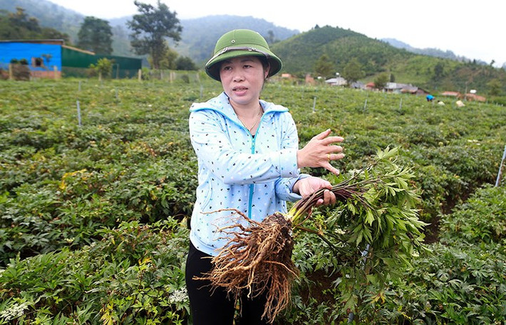Một hộ dân xã Ðạ K’Nàng (huyện Ðam Rông) đã nhổ bỏ hẳn 10ha cây cà phê Catimor truyền thống thay thế hoàn toàn bằng cây dược liệu đương quy. Nhờ nắm vững kỹ thuật, đương quy tại đây (15 tháng) có thể nặng 1,5 kg; 1ha có thể cho thu hoạch khoảng gần 20 tấn củ tươi. (Ảnh: Báo Lâm Đồng).