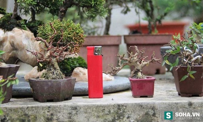 Với mỗi cành bonsai được chiết ra từ mai chiếu thủy, linh sam, dương… người tạo dáng phải đắp đất dưỡng gốc, sau đó dùng dụng cụ để uốn, phân tán cành, tầng, tỉa lá... Những loại bonsai anh Vinh trồng có chiều cao từ 3cm đến 15cm. (Ảnh: Soha)