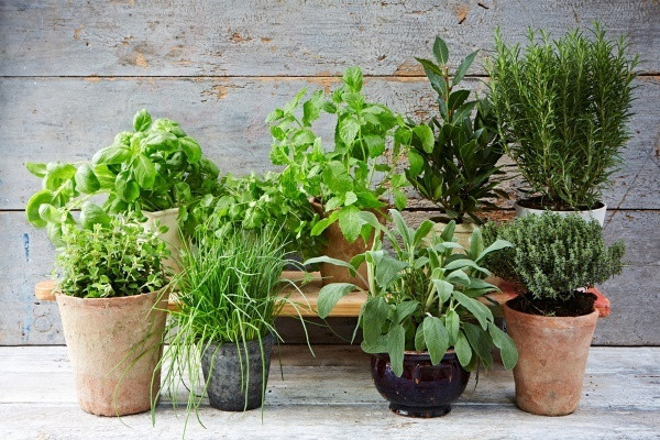Một góc nhỏ ban công có thể là tạo phần kệ cao để đặt được nhiều những chậu rau gia vị. Góc nhỏ xinh xắn nhìn giống như một khu vườn mini vô cùng ấn tượng.