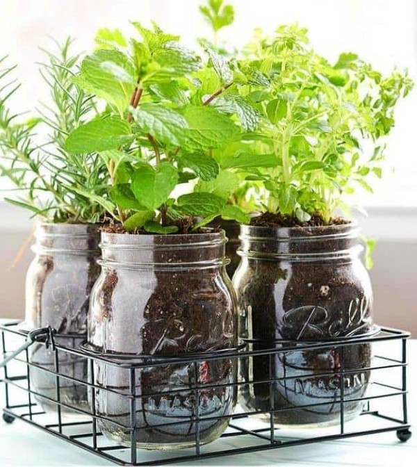 Chọn một khay bằng khung kim loại và đặt những chậu cây bằng lọ thủy tinh. Đặt “khu vườn” mini di động này ở bàn uống nước, ăn sáng hay đọc sách ngoài ban công đều tạo điểm nhấn đặc biệt cho góc nhỏ thêm xanh mát và vui tươi.