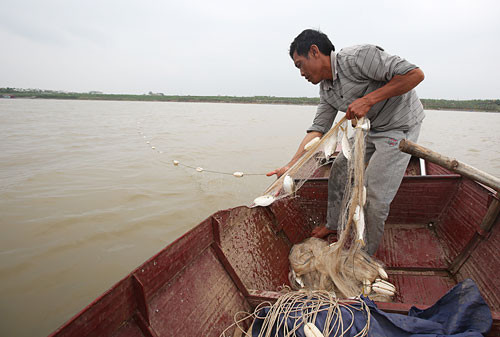 Cá mòi có nhiều thịt, thịt cá thơm, xương mềm. Sau khi cá lên khỏi mặt nước là chết. Người dân tại những vùng Thái Bình, Hải Dương, Hưng Yên bắt đầu mùa đánh bắt, mang lại thu nhập tương đối tốt. Cá mòi có thịt ngon ngọt, có thể chế biến thành nhiều món, mang nét đặc trưng của miền Bắc.