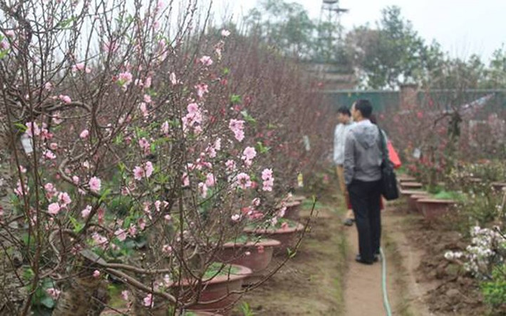 Tại các vườn đào thu hút rất đông khách đến chọn đào chơi Tết (Ảnh: baoxaydung)