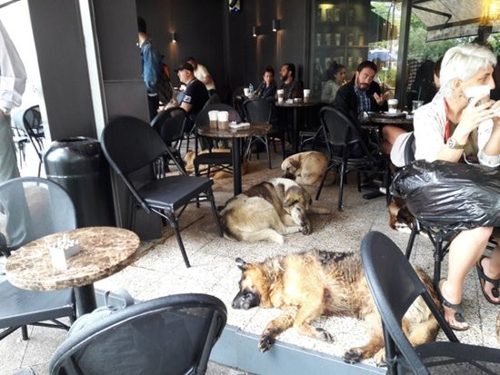 Khoảnh khắc hiếm hoi của con người và những chú chó lang thang cùng trú bão trong một quán ăn ở thành phố Istanbul, Thổ Nhĩ Kỳ.