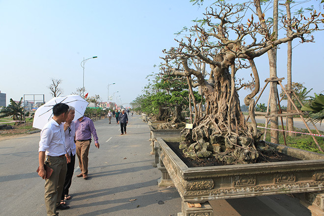 Cây đa cổ thụ của ông Nguyễn Văn Lộc (Thanh Trì) vừa xuất hiện ở Triển lãm Sinh Vật Cảnh huyện Quốc Oai (Hà Nội) đã thu hút những người yêu cây cảnh và giới chơi cây. Nhiều người đánh giá đây là tác phẩm hiếm gặp.