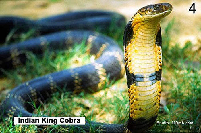 Western Ghats nổi tiếng là vương quốc của loài rắn hổ mang chúa.
