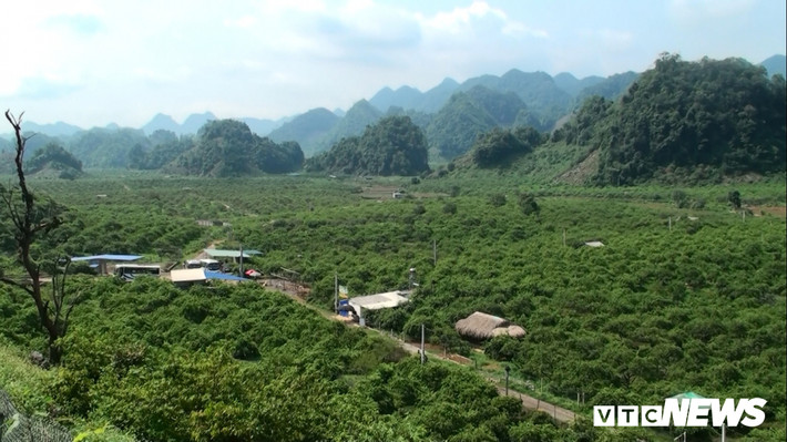 Thung Lũng Nà Ka (Mộc Châu, Sơn La) được biết đến với cánh đồng trồng mận hậu, mỗi năm rừng mận này cho thu hoạch hàng ngàn tấn cung cấp đi khắp các cả nước.