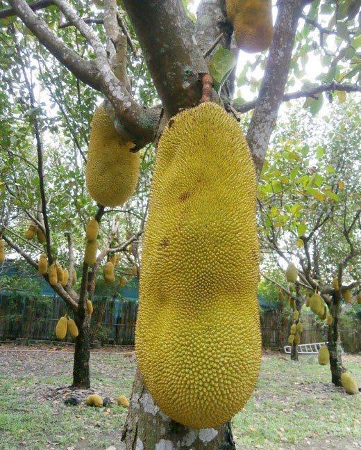 Một trong những lý do khiến loại mít này được các nhà vườn và nhiều người săn lùng là chất lượng múi mít cũng tỷ lệ thuận với kích thước quả. Quả mít khi chín có màu vàng ươm rất đẹp, ít hạt và xơ, múi mít rất dài và dày, ăn giòn và rất thơm ngon, nên được nhiều người ưa thích và săn lùng tìm trồng.