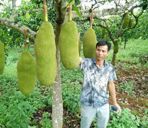 Đây là một giống mít mới với nhiều ưu điểm vượt trội và cho hiệu quả kinh tế rất cao. Cây con sau khi trồng sau 2 - 3 năm đã có thể cho sai quả, mỗi cây có thể cho hơn 200kg trái mỗi năm.