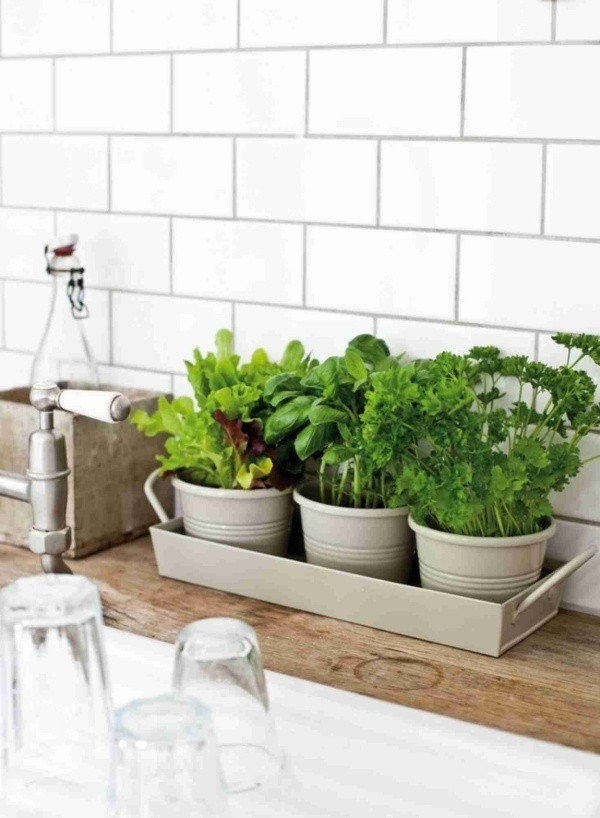 Nếu không thích gắn chậu lên tường, bạn cũng có thể đặt những chậu cây vào một chiếc khay cùng màu và trồng các loại rau salad. Khay có thể di chuyển ở bất kỳ vị trí nào mà bạn mong muốn.