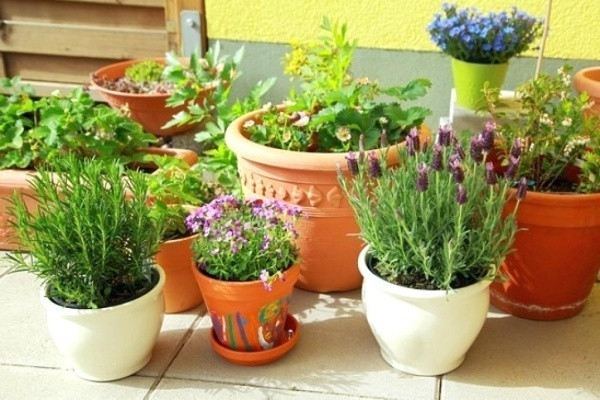 Bạn có thể trồng đủ các loài cây yêu thích vào những chiếc chậu to nhỏ khác nhau. Thật đơn giản để bạn có được một góc yêu thương ngay cạnh bàn ăn hay khu vực nấu nướng.