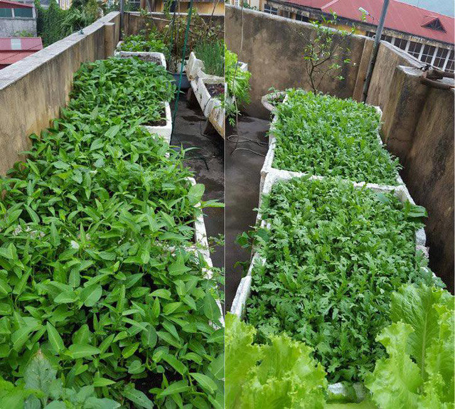 Chia sẻ kinh nghiệm trồng rau trong thùng xốp, chị cho hay: "Trồng rau quả trong thùng xốp nên lấy chai nhựa đục lỗ làm lớp đệm giữ nước đồng thời giúp bộ rễ thoáng khí. Những thùng to, nên xếp quanh ban công để tránh sức nặng giữa sân và hứng ánh nắng. Chậu bé được kê cao lên gạch hay vỏ thùng xốp cũ”.