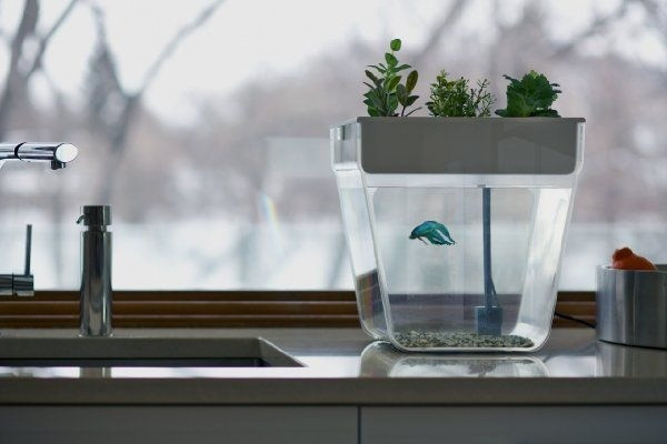 Chiếc bình xinh xắn này sẽ giúp bạn làm cùng lúc 2 công việc: vừa trồng cây, vừa nuôi cá.
