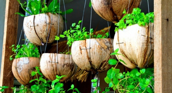 Xơ dừa cũng là môi trường lý tưởng mà người ta thường trộn vào đất để trồng cây. Ngoài ra bạn có thể tận dụng chính phần vỏ dừa để tạo thành những chậu cây treo thật đẹp và gần gũi với tự nhiên.