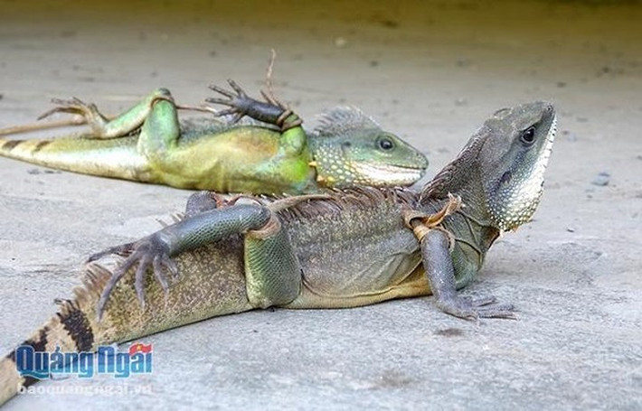 Rồng đất (còn gọi là kỳ tôm hay càng tôm) sống trong môi trường hoang dã, là đặc sản được nhiều quán nhậu, nhà hàng săn lùng trong thời gian gần đây. (Ảnh: Báo Quảng Ngãi)