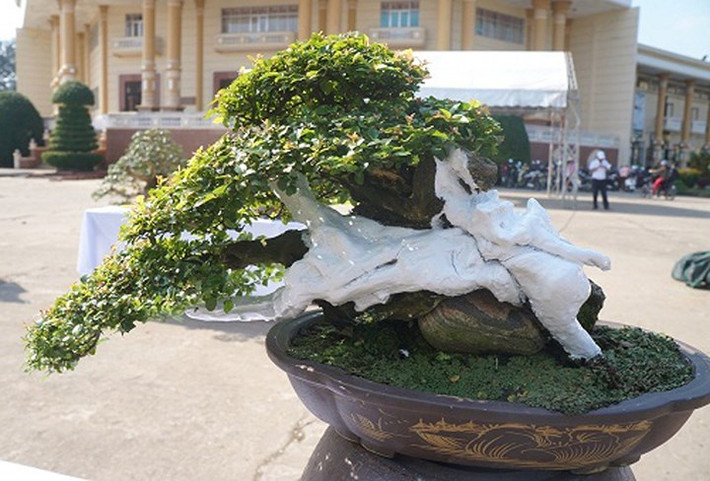 Cây cảnh bonsai mini tuy có giá cao nhưng vẫn được giới chơi cây cảnh "săn lùng". (Ảnh: Dân Việt)