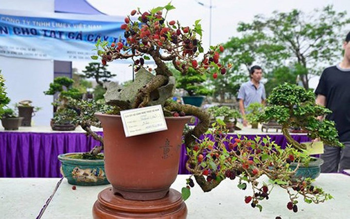 Dù kích thước bé nhỏ nhưng giá của những cây bonsai này lên tới hàng trăm triệu đồng. (Ảnh: Tiền Phong)
