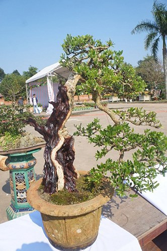Cây bonsai linh sam được dân chơi trả 30 triệu, nhưng chủ vườn còn tiếc chưa bán. (Ảnh: Dân Việt)