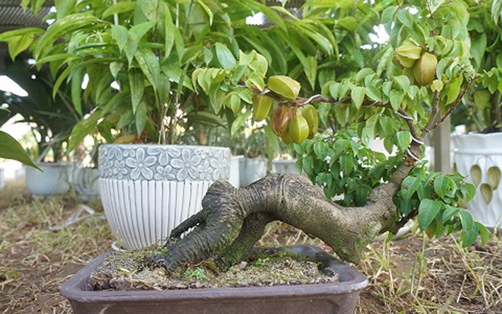 Cây “mini” nhưng giá không “mini” chút nào. (Ảnh: Dân Việt)