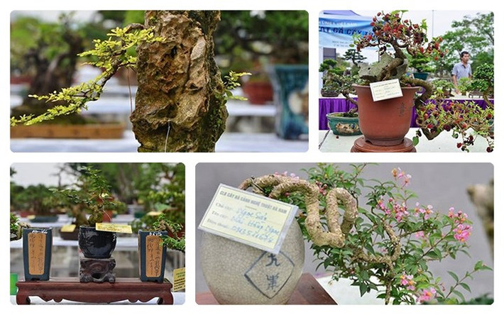 Dân chơi cây cảnh không tiếc tiền mua bonsai mini dù chỉ cao vài chục cm nhưng giá lên đến cả ngàn đô.
