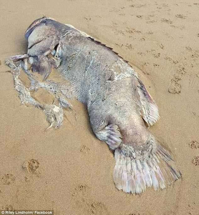 Theo Daily Mail, John Lindhom và vợ là Riley, những người tìm thấy con thủy quái trôi dạt lên bờ biển Moore Park, Queensland, Australia cho biết: "Chúng tôi chưa bao giờ nhìn thấy con cá nào lớn như thế, chưa nói đến nó lại bị trôi dạt vào bờ biển".