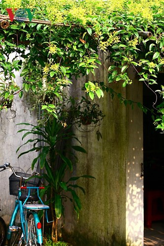 Nếu không có thời gian và điều kiện chăm sóc, hãy trồng những loại hoa dễ sống, dễ thích nghi với điều kiện thời tiết như hoa giấy, hoa mười giờ, hoa bỏng (sống đời)…