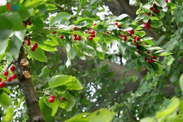 Cherry có hai loại ngọt và chua, loại ngọt có thể ăn trực tiếp, loại chua dùng để chế biến các món ăn. Một số cây được canh tác, nhưng đa số phát triển tự nhiên, được trồng trong vườn nhà hoặc hai bên đường đi ở nhiều nước châu Âu.