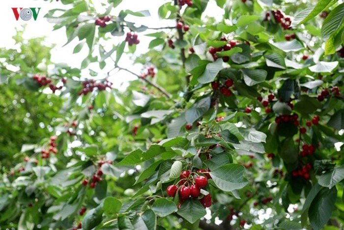 Tại châu Âu, cây cherry được trồng nhiều tại các nhà vườn để cho bóng mát và trang trí. Mùa hè, cây cherry nổi bật với những quả mọng đỏ, sai trĩu cành, rất đẹp mắt.