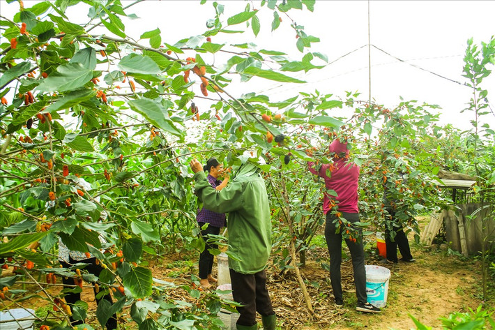 Cao điểm mùa thu hoạch dâu, những người nông dân làng Phúc Đức đã thay nhau túc trực, thậm chí không ngủ trưa để thu hoạch cho hết những quả chín.