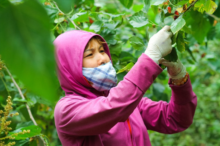 Chị Tạ Thị Tâm (46 tuổi), người trồng dâu cho hay: “Chăm sóc dâu từ lúc dâu còn nhỏ đã khó, phải thường xuyên chăm bón, những lúc thời tiết thất thường sương muối, phải tưới nước để rửa sạch sương muối đi. Nếu không chăm sóc cẩn thận trái dâu dễ mất mùa, đã thế việc hái dâu lại càng khó hơn khi phải nâng niu những thành quả sau bao ngày mình vất vả chăm bón, vì thế hái không đều tay thì sẽ bị nát quả dâu.