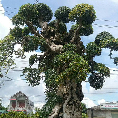 Cận cảnh các tán, thế của cây kiểng "Đại cổ trường sinh" của ông Trai, chủ nhà vườn cây kiểng ở Ninh Bình.