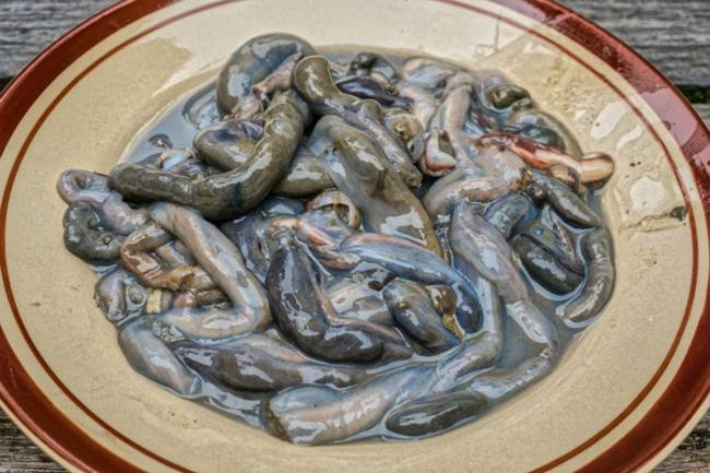 3. Tamilok Đây là những con sâu sống trong thân cây đước. Sau khi lọc bỏ phần ruột thì chúng được tẩm ướp trong dấm hoặc nước cốt chanh, ớt và hành rồi ăn sống.