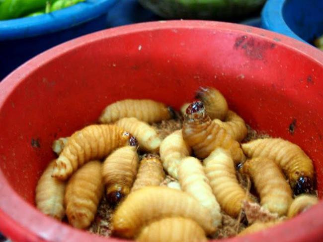 7. Đuông dừa Đuông dừa là một ấu trùng sống trong thân cây dừa, cau, đủng đỉnh. Chúng sẽ được ăn sống, cảm giác ngọ nguậy, lúc nhúc của đuông dừa trong bát nước mắm cay xè của ớt khiến người ta rùng mình sợ hãi. Tuy nhiên, món ăn này được đánh giá là có vị béo giống như lòng đỏ trứng gà.