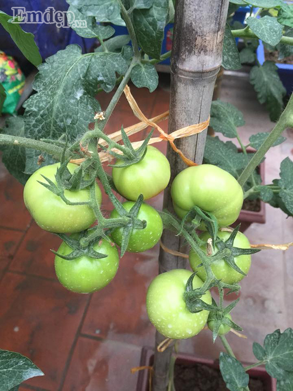 Ngày nào cũng vậy, chị dành tất cả tình yêu của mình vào khu vườn, vào từng cây rau. Dù khá bận rộn với công việc nhưng chị Thủy vẫn cố gắng dành ra khoảng thời gian rảnh để chăm sóc khu vườn. Mỗi ngày chị tưới rau hai lần, vào buổi sáng sớm và cuối chiều. Chị chủ yếu tưới bằng nước sạch và nước vo gạo để cung cấp thêm dinh dưỡng cho cây.
