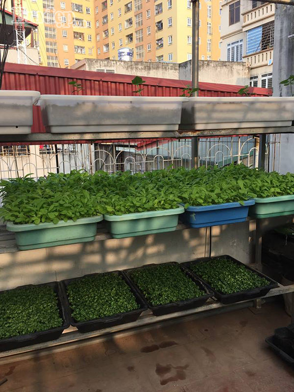 Khu vườn được chị sắp xếp khá hợp lí và gọn gàng.