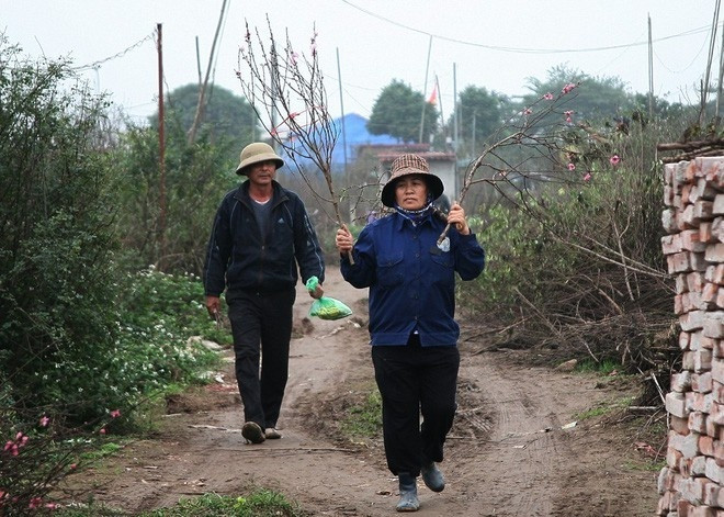 Dù đào dịp này chưa thực sự đẹp nhưng theo người dân chưa năm nào thấp như hiện nay.