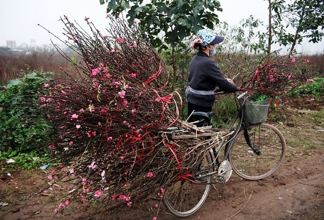 Một tiểu thương gom cả một xe đào lớn nhưng giá chỉ khoảng 800.000 đồng.