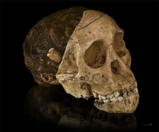 Năm 1924, gần làng Taung (Nam Phi) người ta đã phát hiện ra "hộp sọ đứa bé Taung" với niên đại ước tính khoảng 2,5 triệu năm. Có giả thuyết là hộp sọ này gắn liền với nguồn gốc ngoài Trái đất.