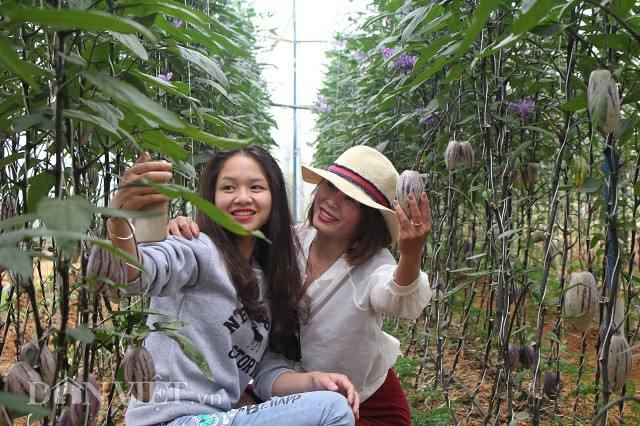 Du khách đến trang trại dưa của anh Định tỏ ra rất thích thú với loại dưa mới lạ này. Ảnh: Văn Long.