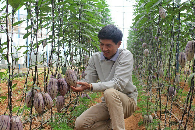 Anh Nguyễn Định bên luống dưa pepino tím, được biết anh Định nhập cây giống của một đối tác người Thái Lan, loại cây này rất khó chăm sóc cả về kỹ thuật và khí hậu. "Tại Thái Lan họ chỉ có giống dưa tím nhưng lại không có dưa vàng vì vậy chúng tôi đã trao đổi qua lại để nhân rộng loại giống dưa độc đáo này", anh Định chia sẻ. Ảnh: Văn Long.
