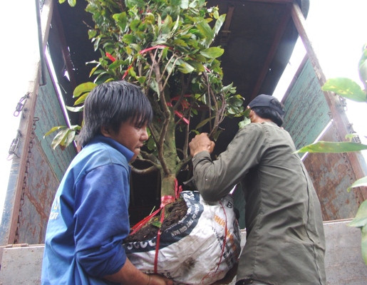 Mỗi gốc mai được bứng lên và vận chuyển lên xe tải cho thương lái, người làm thuê nhận từ 20.000 – 100.000 đồng, tùy theo gốc mai lớn hay nhỏ.