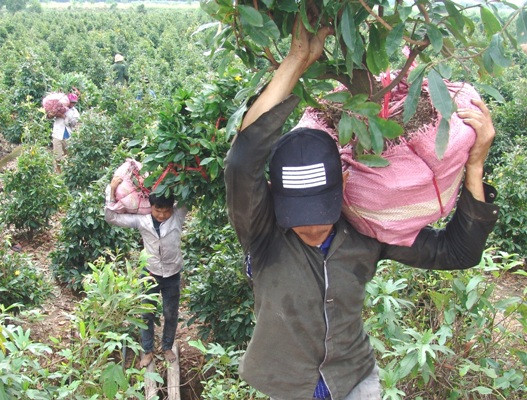 Công việc nặng nhọc nhất là phải cõng những gốc mai này từ đồng ra bãi tập kết. Mỗi gốc mai có khi nặng khoảng 100kg, cồng kềnh rất khó vận chuyển.