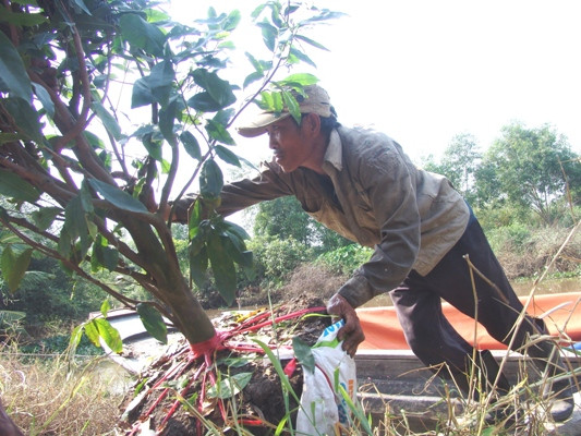 Anh Trương Văn Tài, quê Đồng Tháp, mấy năm gần đây, mỗi khi Tết đến đều tìm đến đây làm thuê. Mặc dù công việc rất cực, nhưng bù lại anh có thể kiếm tiền triệu mỗi ngày để đưa về quê giúp gia đình có một cái Tết no đủ.
