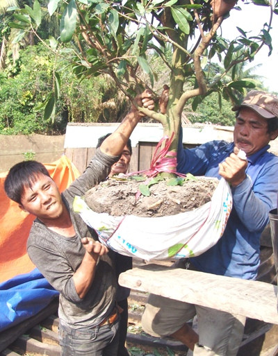 Em Nguyễn Hữu Phúc (trái), quê Long An, đã có 2 mùa đi làm thuê bứng mai tại đây thổ lộ: “Công việc này nặng nhọc lắm. Vào cao điểm mùa Tết phải đội đèn đi bứng mai từ 5g sáng và đến nửa đêm mới được về nhà”.