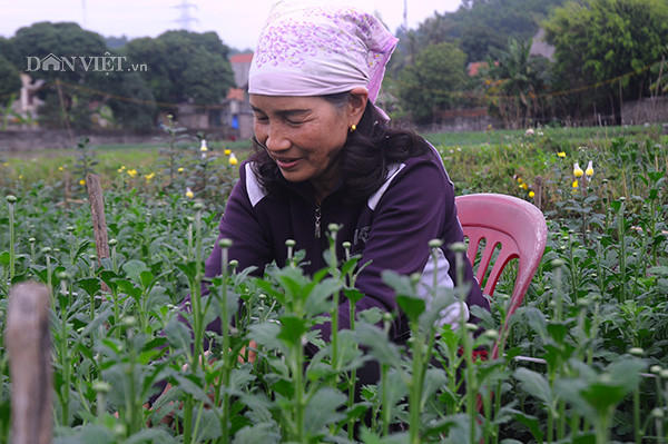 Cô Bích- một người dân trồng hoa cho biết: "Trồng hoa ngày Tết cần phải tính toán kỹ lưỡng thời gian sinh trưởng, phát triển, tránh để hoa nở trước hoặc sau Tết quá xa, hoa sẽ không được giá. Ví dụ, cúc thường là 3 tháng sẽ thu hoạch nhưng nếu rét thì ba tháng rưỡi. Hầu hết hoa Đồng chè không được trồng trong nhà kính, nhà lưới nên việc ra hoa phụ thuộc nhiều vào thời tiết rất nhiều".