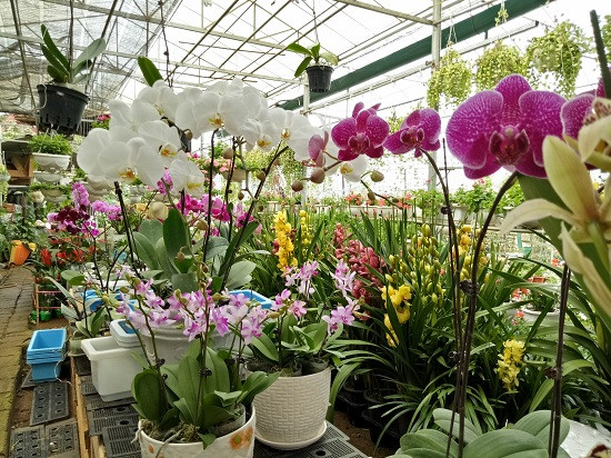 Trong vườn hoa của chị Huyền có rất nhiều loại hoa Lan quý.