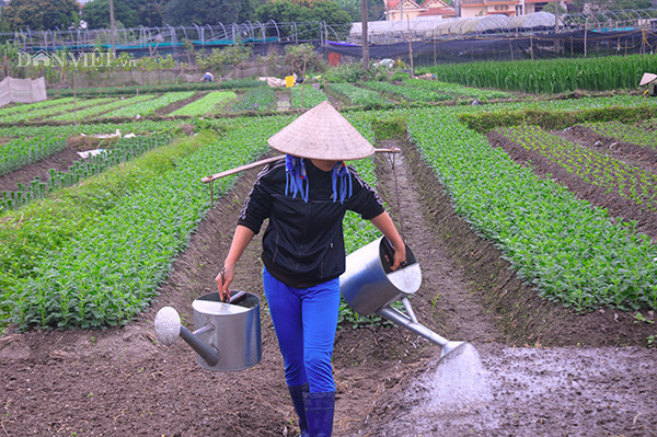 Người dân tại đây trồng và chăm sóc hoa cho kịp Tết để được giá cao hơn ngày thường.
