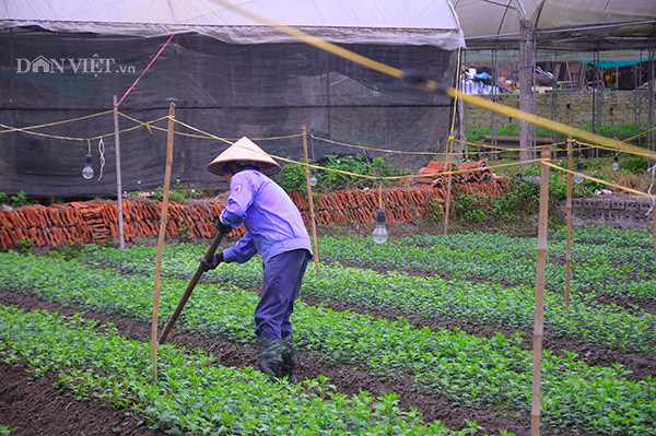 Những bông cúc vàng đang chớm nở trong thời tiết ấm áp.