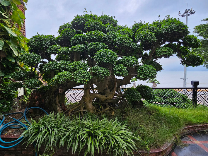Ngoài tác phẩm bonsai tiền tỷ ở mặt tiền, bên trong nhà hàng này còn có một gốc duối độc đáo không kém.